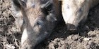 feral-hog-140 feral-hog-140