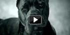 Peace-For-Dogs-PSA-140