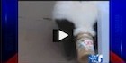 Jon-Stewart-Skunk-Peanut-Butter-140 Jon-Stewart-Skunk-Peanut-Butter-140