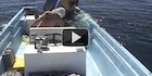 Saving-Humpback-Whale-140 Saving-Humpback-Whale-140