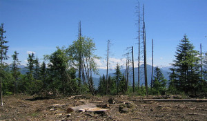 logging1