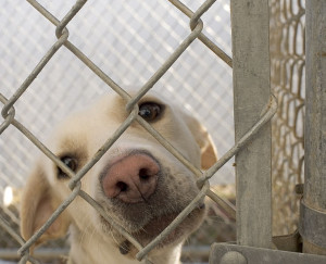 Dog_in_animal_shelter_in_Washington,_Iowa